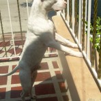 Orion pitbull 8 meses